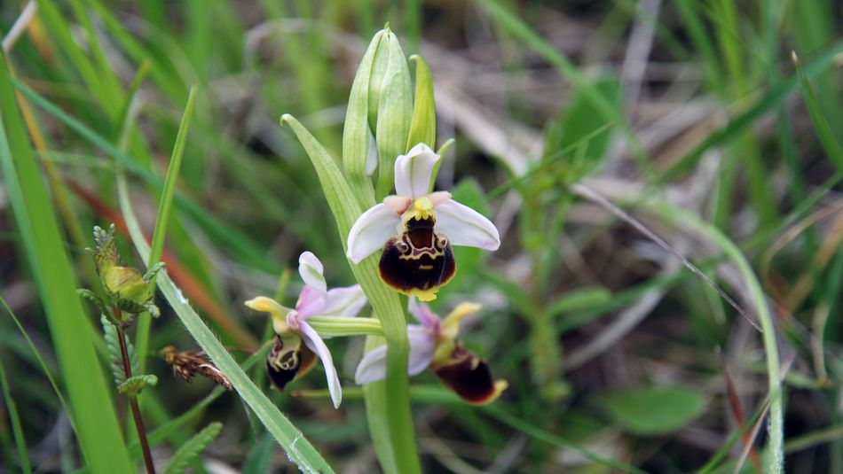 Biodiversität Hummel-Ragwurz (Ophrys holoserica)