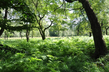 Foto: Landesforsten.RLP.de - Lischke