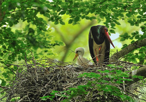 Foto: Landesforsten.RLP.de - Hansen/Lamour