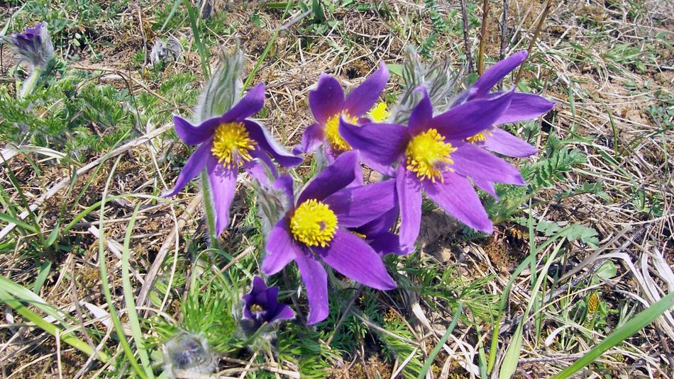 Biodiversität Küchenschelle (Pulsatilla vulgaris)