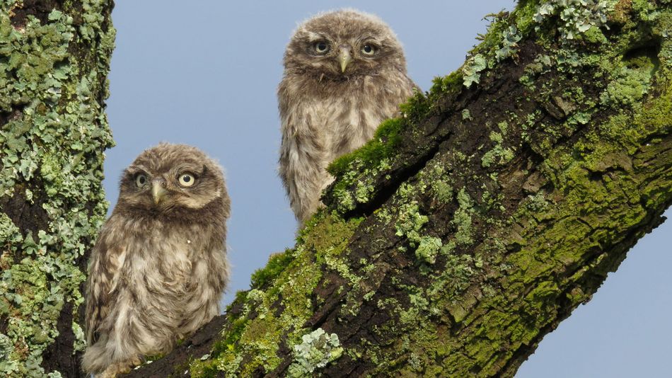 Steinkauz (Athene noctua)