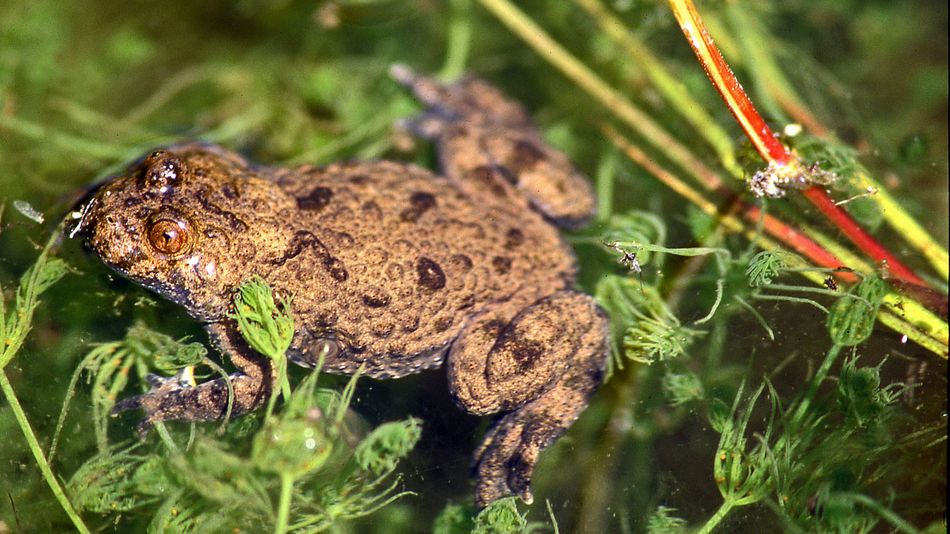 yellow-bellied toad (Bombina variegata)