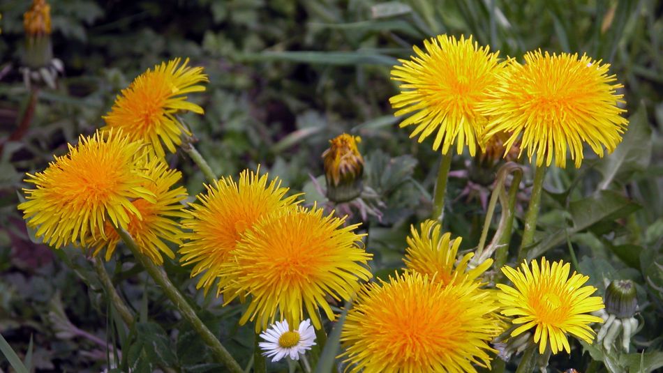 Common dandelion (Taraxatum officinale)