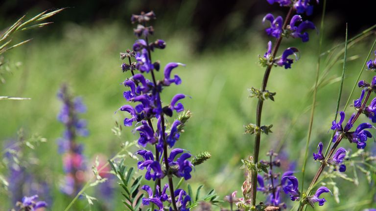 Biodiversität Salbei Glatthafer Wiese