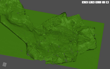 3D-Modell des eingescannten Fossils