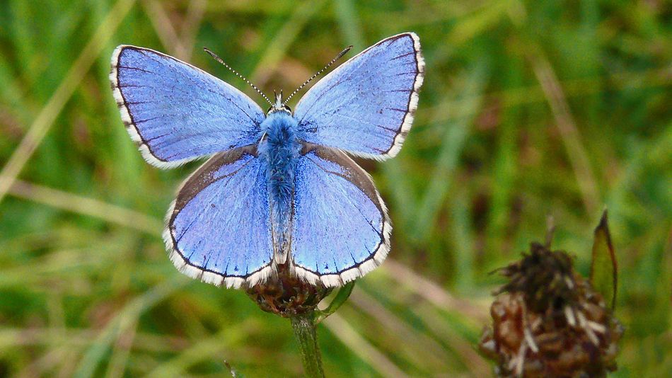 Himmelblauer Bläuling (Polyommatus bellargus)