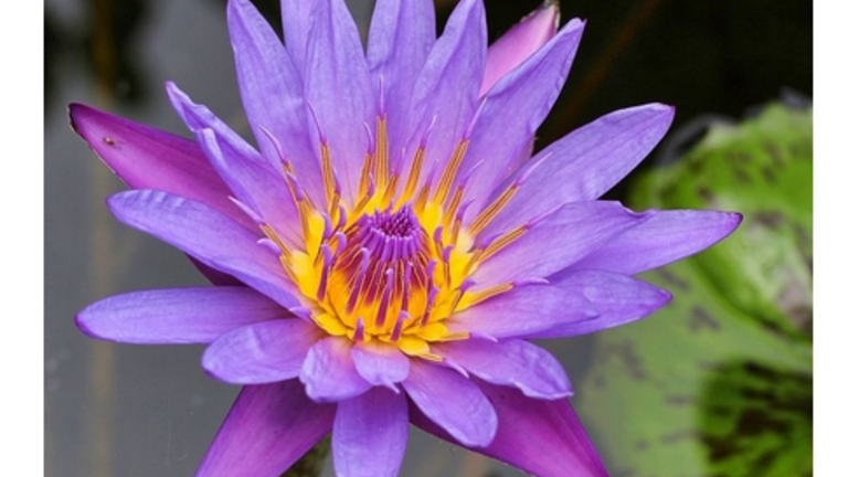 Inhaltselement Bilder