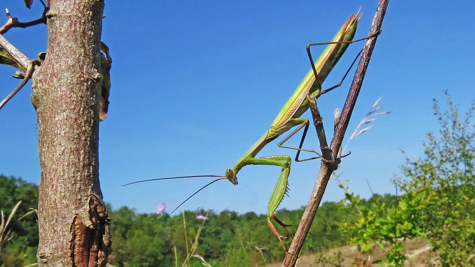  European mantis (Mantis religiosa)