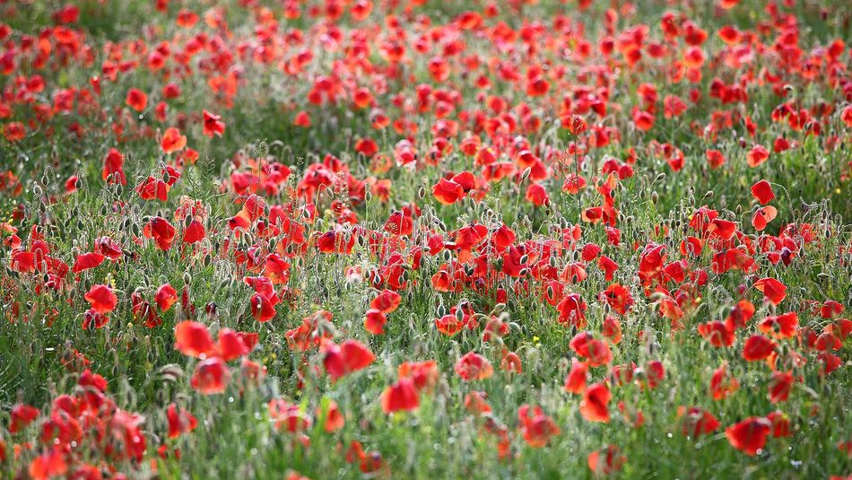 Mohn in einem Rapsfeld