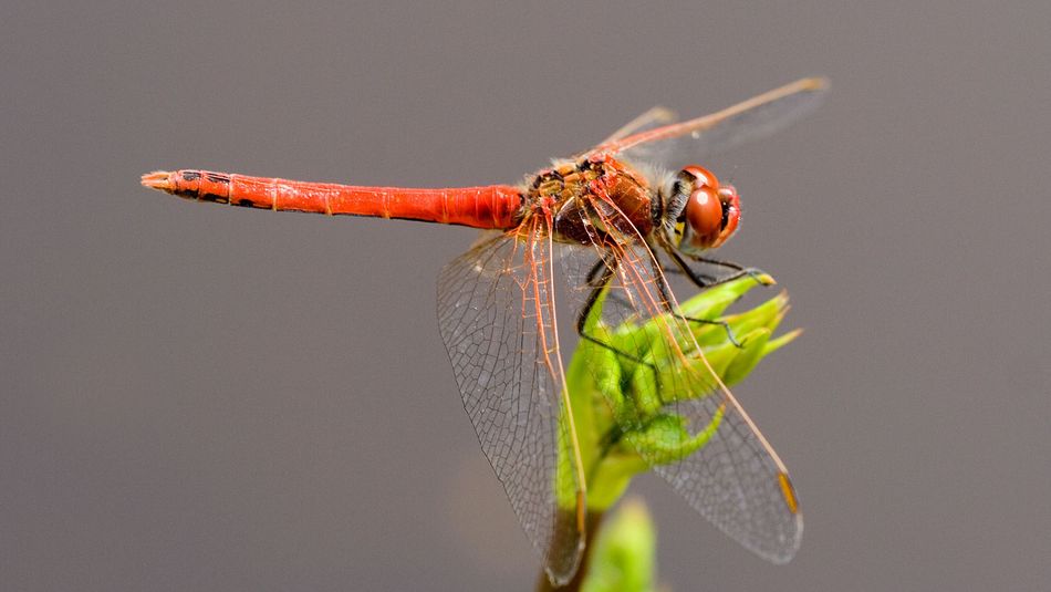 Frühe Heidelibelle (Sympetrum fonscolombii) 