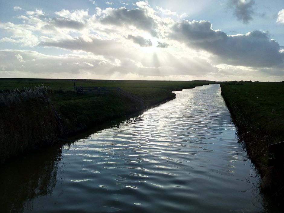 Sonne scheint in einen Wald