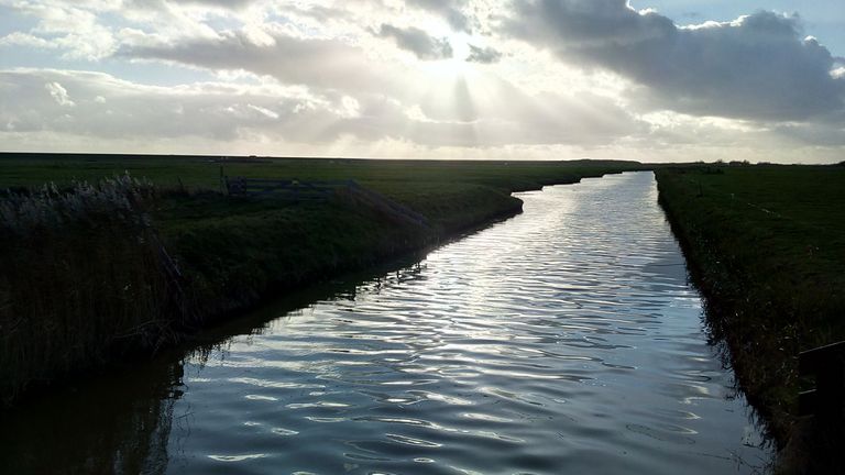 Sonne scheint in einen Wald